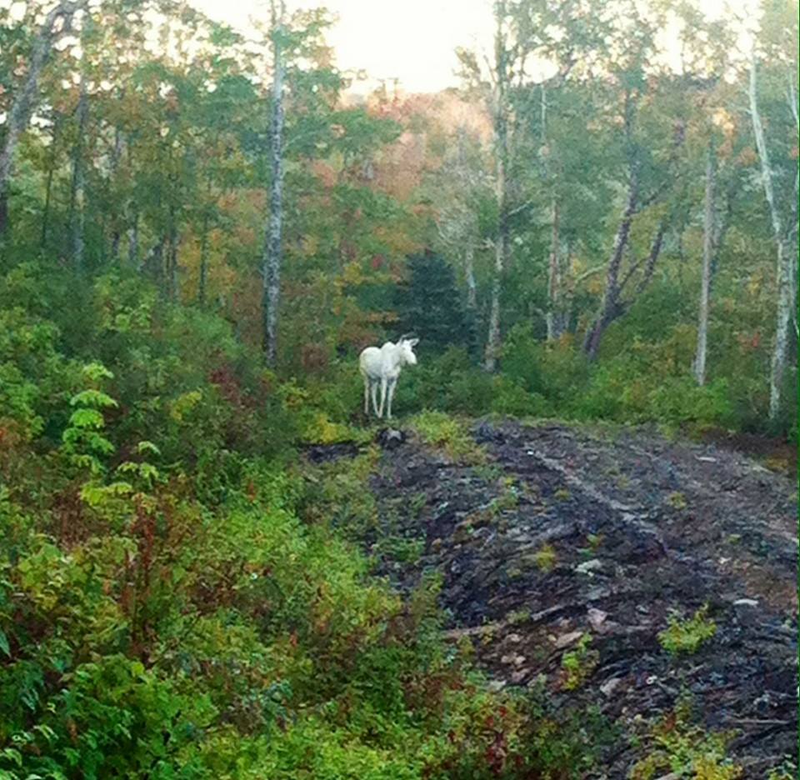 Illustration for article titled These moronic hunters actually shot and killed a rare albino moose
